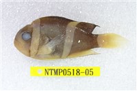 藏品(克氏海葵魚)的圖片